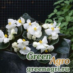 Семена Бегония вечноцветущая (бронзовая листва) (Begonia semperflorens) "Havana F1" (white) pelleted Произв. 1000 шт.