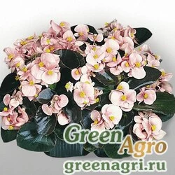 Семена Бегония вечноцветущая (бронзовая листва) (Begonia semperflorens) "Cocktail — Brandy F1" (light pink) raw 5000 шт.