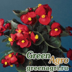 Семена Бегония вечноцветущая (зеленая листва) (Begonia semperflorens) "Eureka F1" (scarlet) pelleted 1000 шт.