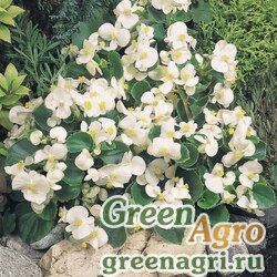 Семена Бегония вечноцветущая (зеленая листва) (Begonia semperflorens) "Super Olympia F1" (white) pelleted 1000 шт.