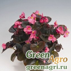 Семена Бегония вечноцветущая (бронзовая листва) (Begonia semperflorens) "Cocktail — Tequila F1" (pink) raw 5000 шт.