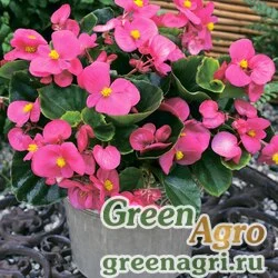 Семена Бегония вечноцветущая (зеленая листва) (Begonia semperflorens) "Bada Bing F1" (pink) raw 5000 шт.