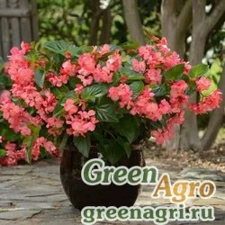 Семена Бегония гибридная (бронзовая листва) (Begonia hybrida) "Megawatt F1" (rose bronze leaf) pelleted 100 шт.