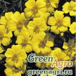 Семена Бархатцы тонколистные (Tagetes tenuifolia) "Lulu" (bright yellow) raw 100 шт.