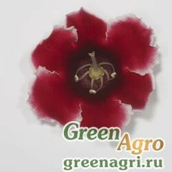 Семена Глоксиния гибридная (Sinningia hybrida) "Empress F1" (red picotee) pelleted 1000 шт.