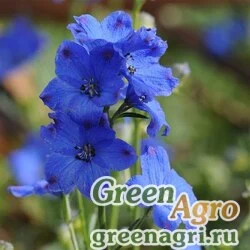 Семена Дельфиниум китайский (Delphinium chinensis) "Diamonds" (blue) raw 100 шт.