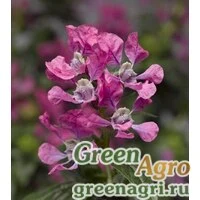 Семена Куфея Ллавея (Cuphea llavea) "Sriracha F1" (pink) raw Нов. 1000 шт.