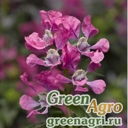 Семена Куфея Ллавея (Cuphea llavea) "Sriracha F1" (pink) raw Нов. 1000 шт.