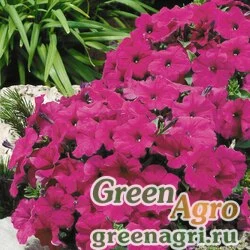 Семена Петуния многоцветковая (Petunia multiflora) "Lambada F1" (purple) raw 1000 шт.