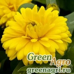 Семена Календула лекарственная (Calendula officinalis) "Costa" (yellow) raw100 шт.