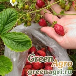 Семена Земляника лесная (Fragaria vesca) "Regina" 10 гр.