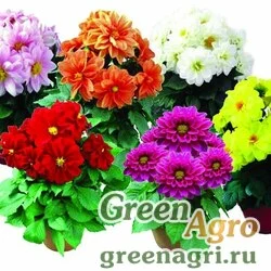 Семена Георгина гибридная (Dahlia variabilis) "Othello" (mix) 5 гр.