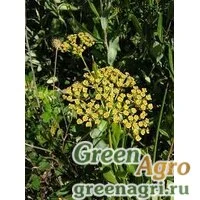 Семена Володушка кустарниковая (Bupleurum fruticosum) 20 г