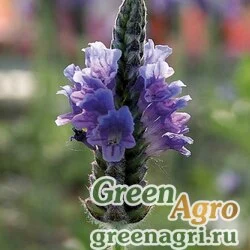 Семена Лаванда многонадрезная (Lavandula multifida) "Torch" (blue) raw 1000 шт.