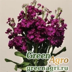 Левкой седой (Matthiola incana) "Katz" (purple) raw 1 гр.