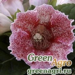 Семена Глоксиния гибридная (Sinningia hybrida) "Empress F1" (red spotted) pelleted 1000 шт.