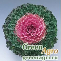 Семена Капуста декоративная (Brassica oleracea) "Flare F1" (rose) raw 1000 шт.