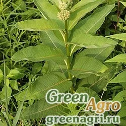 Семена Ваточник сирийский (Asclepias syriaca) 100 гр.