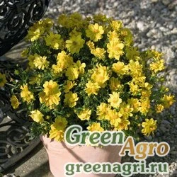 Космея сернисто-желтая (Cosmos sulphureus) "Limara" (lemon) detailed 1000 шт.