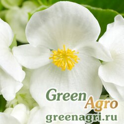 Семена Бегония вечноцветущая (зеленая листва) (Begonia semperflorens) "Topspin F1" (white) pelleted 1000 шт.