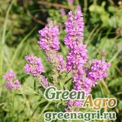 Семена Дербенник иволистный (Lythrum salicaria) "Rosy Gem" 20 гр.