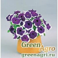 Семена Петуния многоцветковая (Petunia multiflora) "Candy F1" (blue picotee) pelleted 1000 шт.