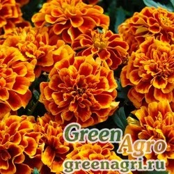 Семена Бархатцы отклоненные (Tagetes patula) "Chica" (flame) detailed 1000 шт.