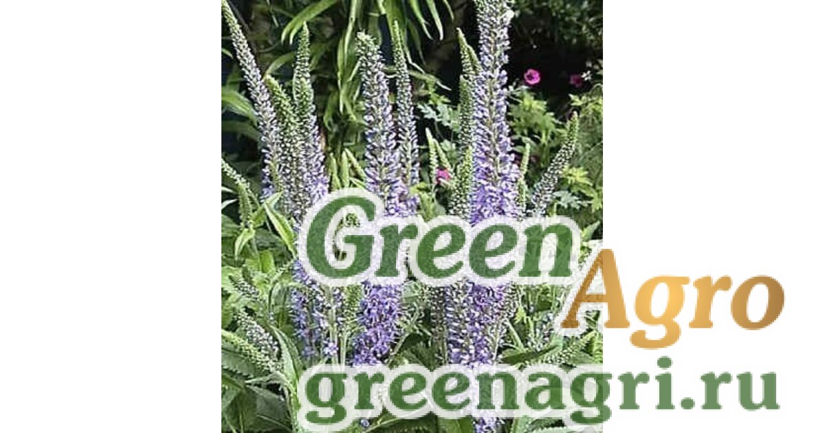 Купить Семена Вероника длиннолистная (Veronica longifolia) 20 гр.,Hem ...