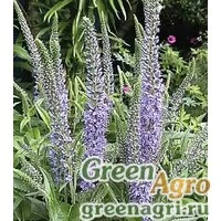 Семена Вероника длиннолистная (Veronica longifolia) 20 гр.