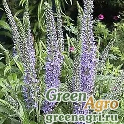 Семена Вероника длиннолистная (Veronica longifolia) 20 гр.