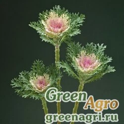Семена Капуста декоративная (Brassica oleracea) "Crane F1" (feather king) raw 1000 шт.
