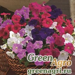 Семена Петуния мелкоцветковая (Petunia milliflora) "Picobella F1" (mix) pelleted 1000 шт.