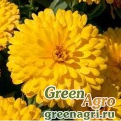 Семена Календула лекарственная (Calendula officinalis) "Gitana" (yellow) 30 гр.
