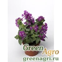 Семена Куфея Ллавея (Cuphea llavea) "Sriracha F1" (violet) raw 1000 шт.