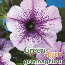 Семена Петуния многоцветковая (Petunia multiflora) "Hurrah F1" (blue veined) raw 1000 шт.