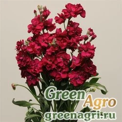 Семена Левкой седой (Matthiola incana) "Katz" (ruby) raw 1 гр.