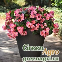 Семена Бегония гибридная (бронзовая листва) (Begonia hybrida) "Megawatt F1" (pink bronze leaf) pelleted 100 шт.