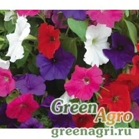 Семена Петуния многоцветковая (Petunia multiflora) "Lambada F1" (formula mixture) pelleted 1000 шт.