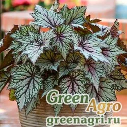 Семена Бегония гибридная (Begonia hybrida) "Gryphon F1" multi-pelleted 100 шт.
