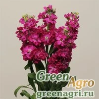 Семена Левкой седой (Matthiola incana) "Katz" (crimson) raw 1 гр.
