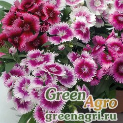 Семена Гвоздика гибридная (Dianthus hybrida) "Chiba F1" (auricula mix (picotee mix)) raw 100 шт.