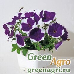 Семена Петуния мелкоцветковая (Petunia milliflora) "Bella F1" (blue picotee) raw 1000 шт. Семена Петуния мелкоцветковая (Petunia milliflora) "Bella F1" (blue picotee) raw 1000 шт.