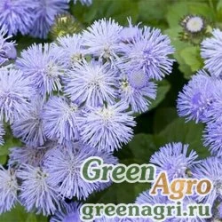 Семена Агератум мексиканский (Ageratum houstonianum) "Leda" (blue white bicolor) 15 гр.