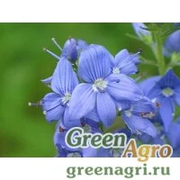 Семена Вероника широколистная (Veronica teucrium) "Royal Blue" 15 гр.