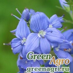 Семена Вероника широколистная (Veronica teucrium) "Royal Blue" 15 гр.