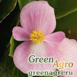 Семена Бегония вечноцветущая (зеленая листва) (Begonia semperflorens) "Topspin F1" (pink) pelleted 1000 шт.