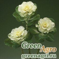 Семена Капуста декоративная (Brassica oleracea) "Flare F1" (white) raw 1000 шт.