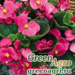 Семена Бегония вечноцветущая (зеленая листва) (Begonia semperflorens) "Bada Bing F1" (rose) raw 1000 шт.
