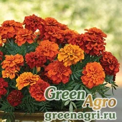 Семена Бархатцы отклоненные (Tagetes patula) "Fireball" (orange) detailed 1000 шт.