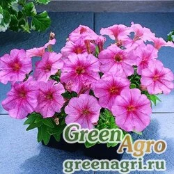 Семена Петуния мелкоцветковая (Petunia miniflora) "Fantasy F1" (crystal light salmon) raw Произв. 1000 шт.